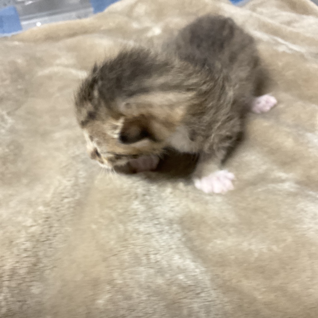 BRANCH - Domestic Shorthair available for adoption