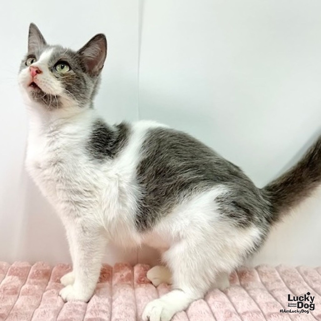 YOLANDA - Domestic Shorthair available for adoption