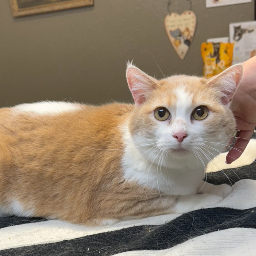 Taffy, available for adoption