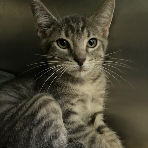 WILMA - Domestic Shorthair available for adoption