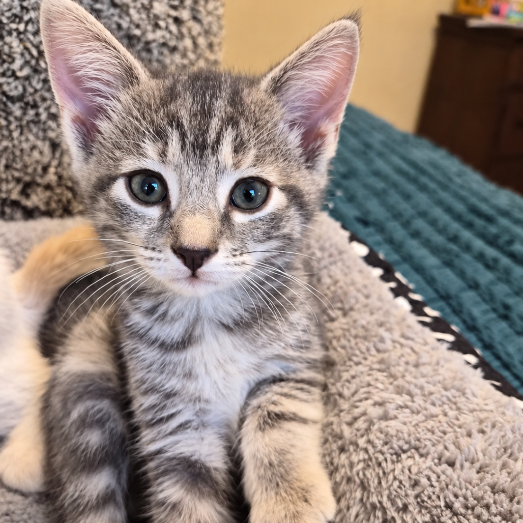 WINSTON - Domestic Shorthair available for adoption