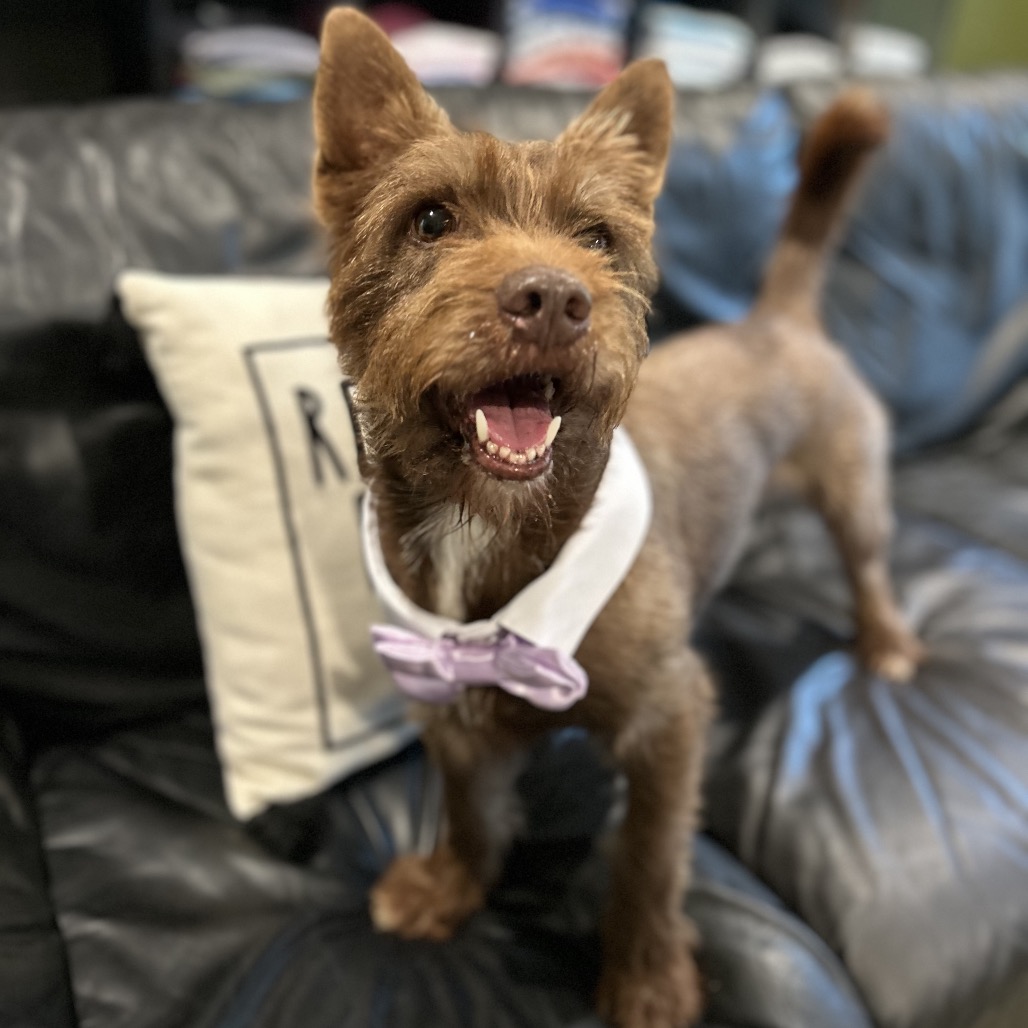 Camo Rescue Glen is available for adoption at CAMO Rescue