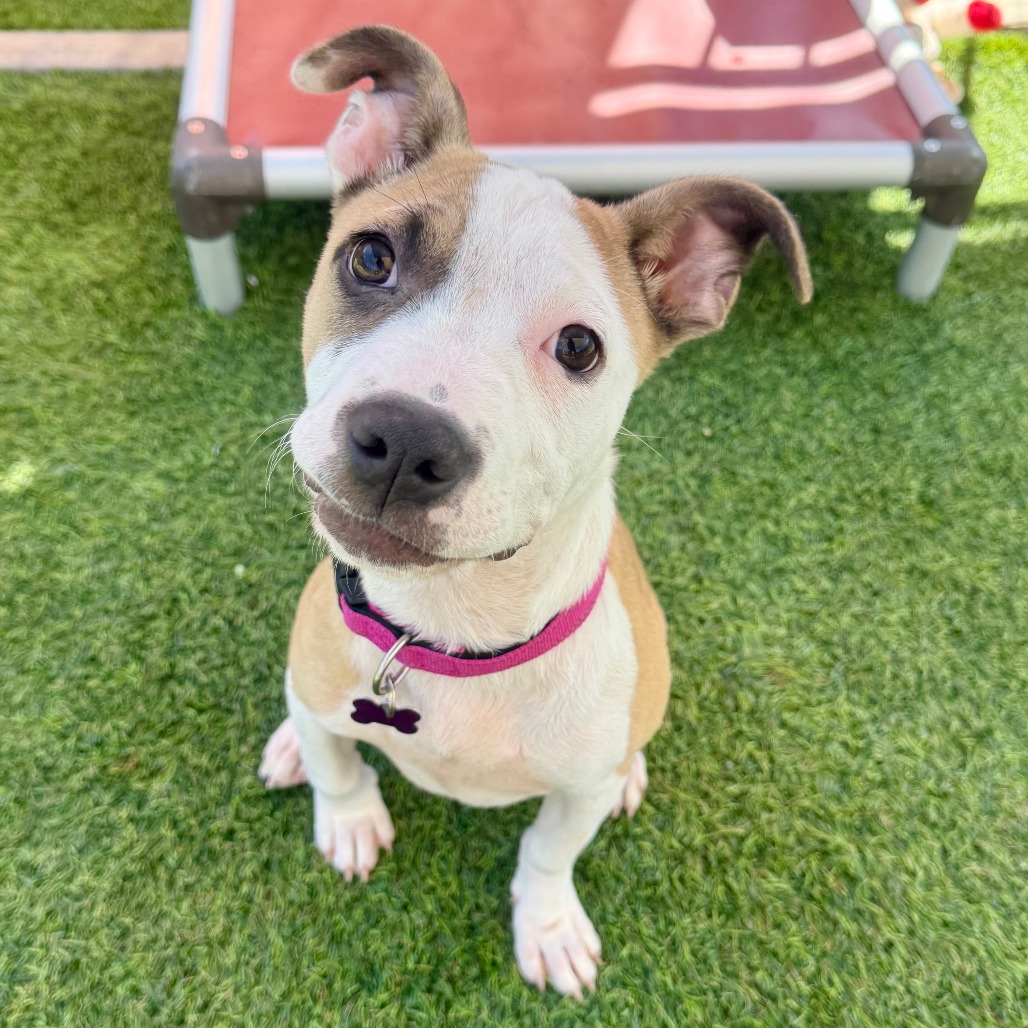 Pit Bull