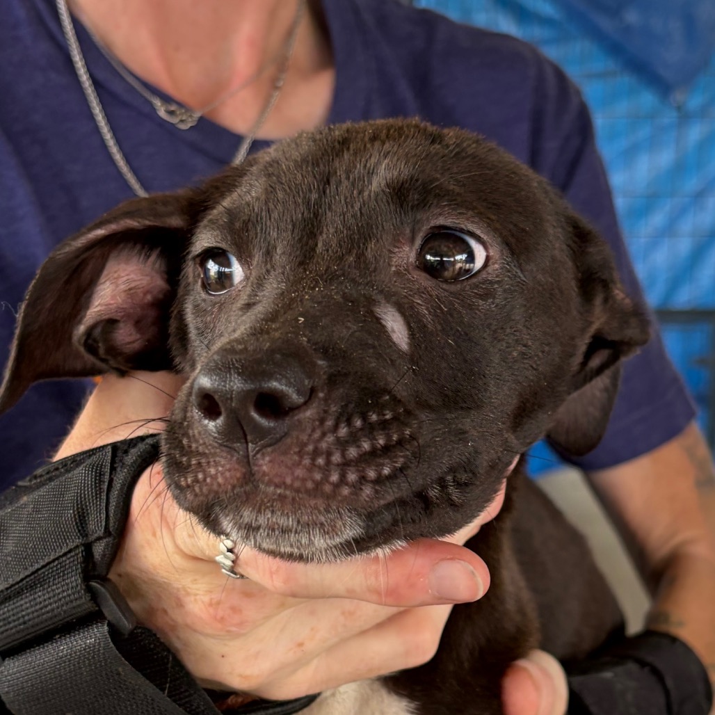 Nutella, an adoptable dog at SPCA-BC