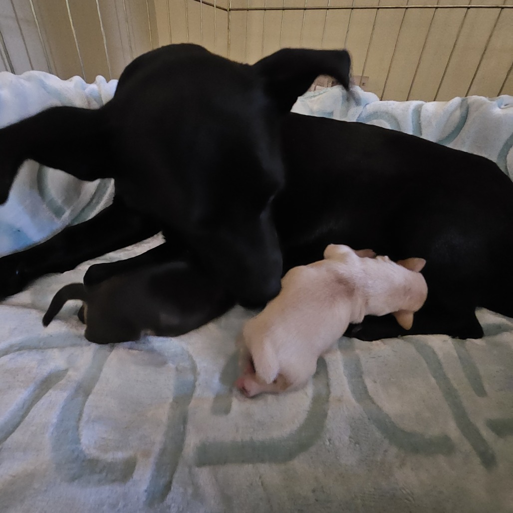 Lilibet — thumbnail 3