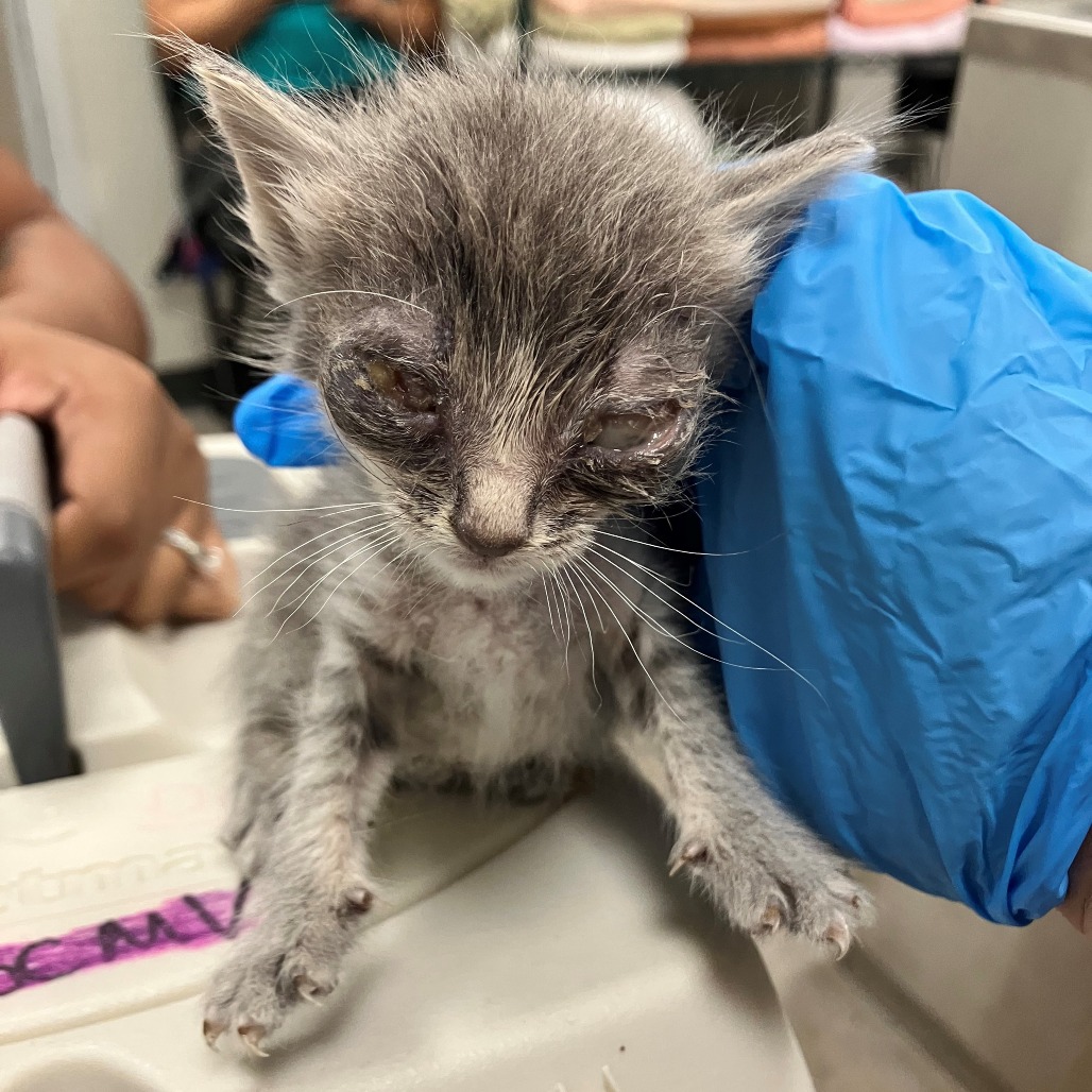 STEEL - Domestic Shorthair available for adoption