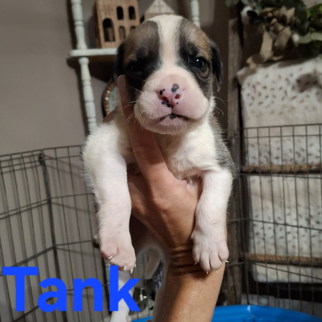 Tank