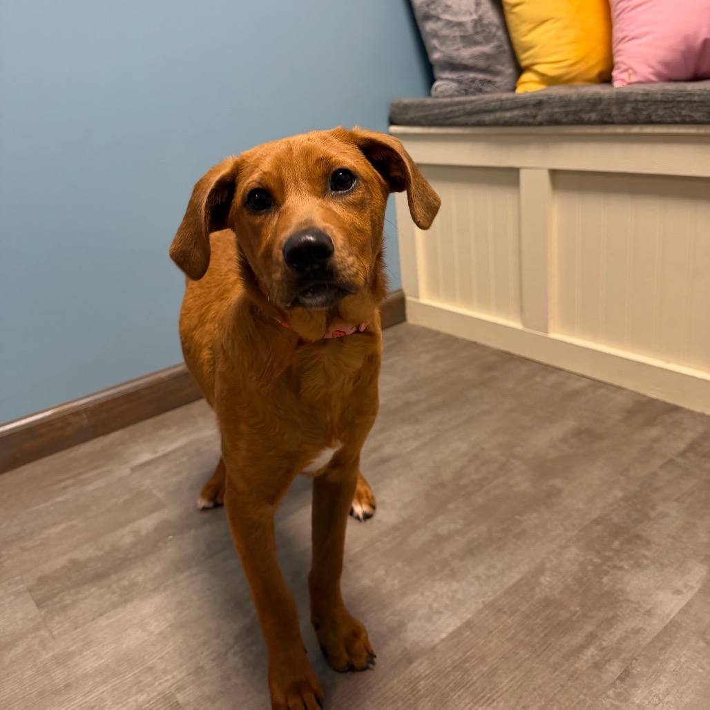 Vanilla is available for adoption at Hotel for Homeless Dogs * New ...