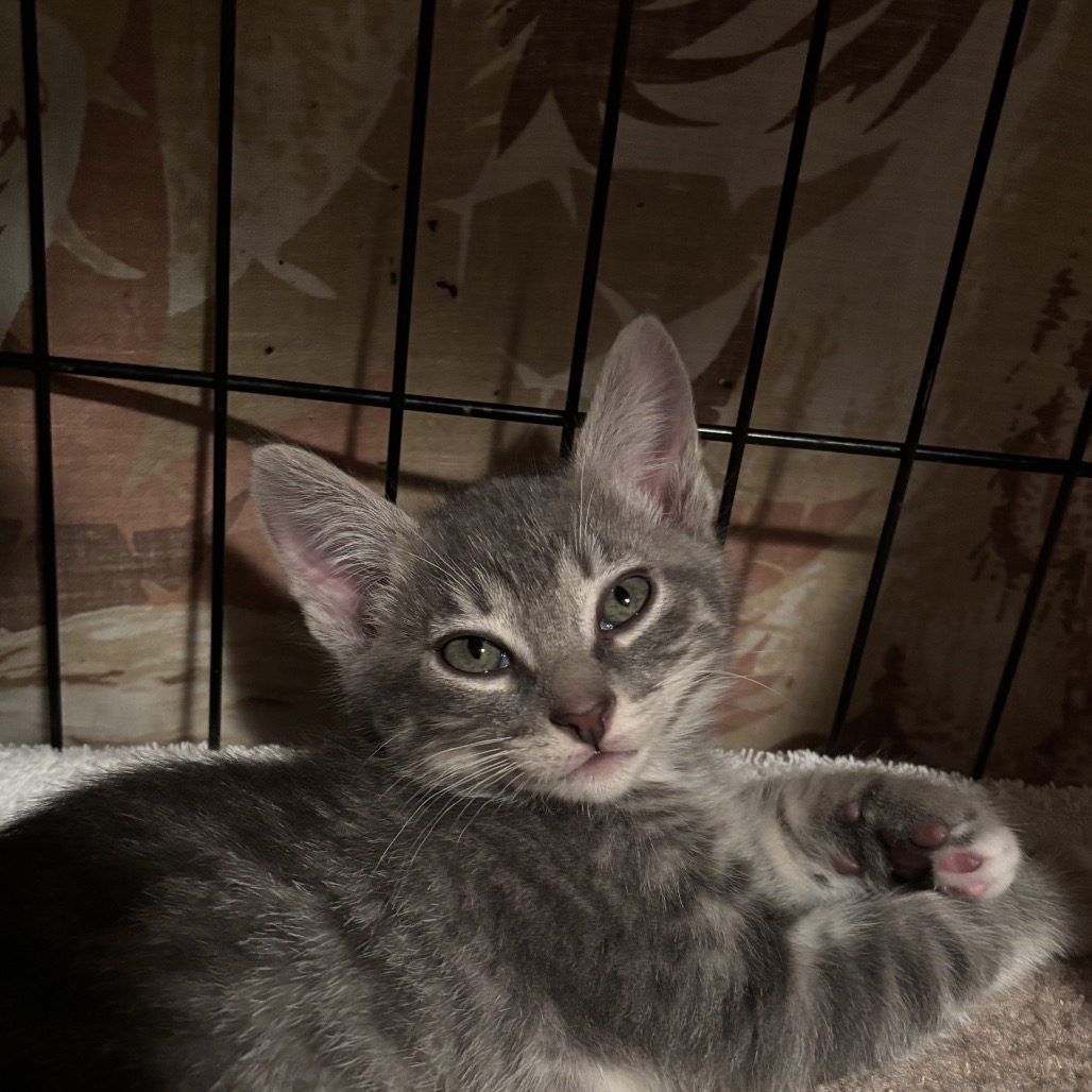 Arden (yellow collar) - Domestic Shorthair