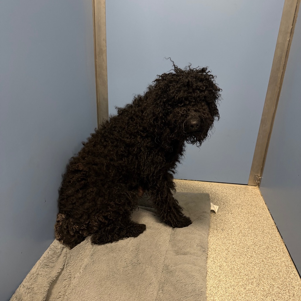 Poodle