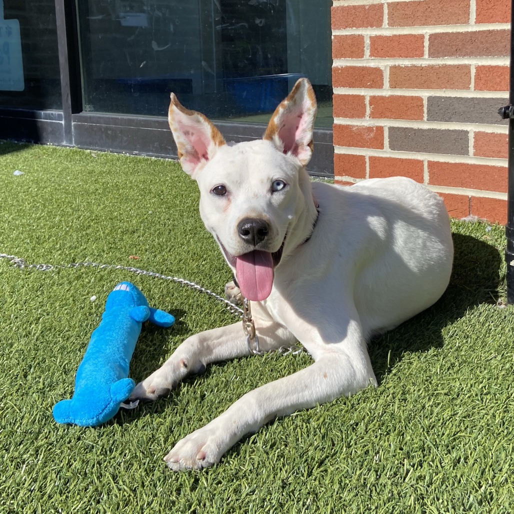 CHARLOTTE - Mixed Breed (Medium) available for adoption