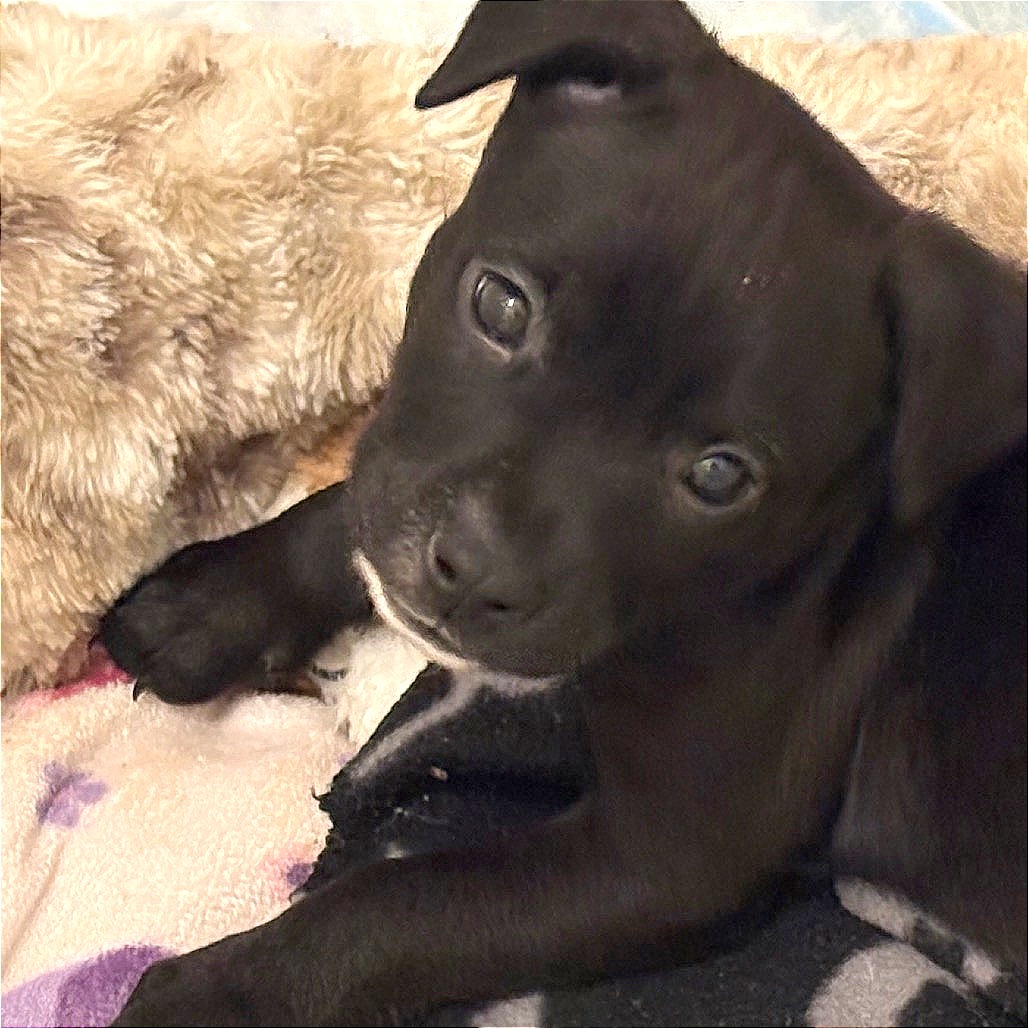 TIRAMISU - Mixed Breed (Small) available for adoption