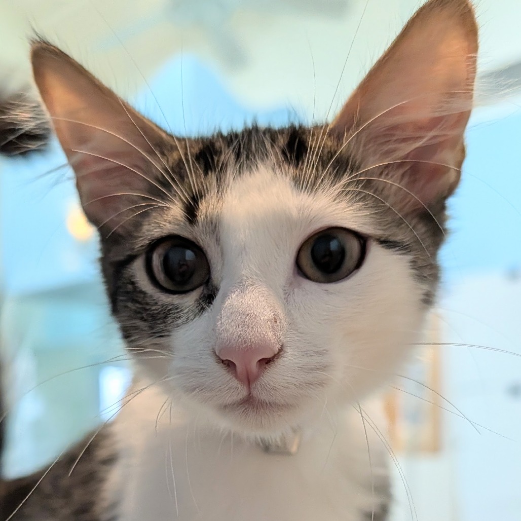 Cookie the Cat