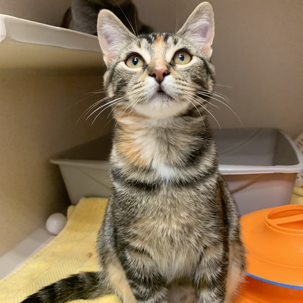 Amber - Domestic Shorthair