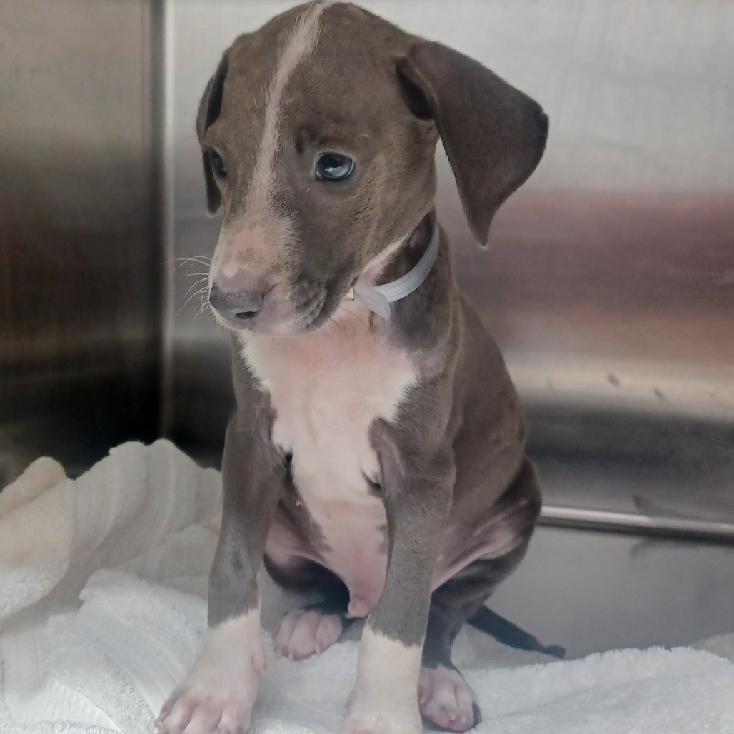 SUNNY - Terrier / Whippet available for adoption
