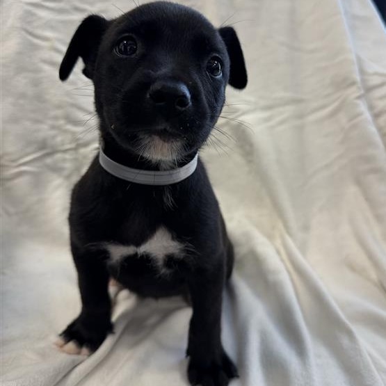 Leaf the Dog
