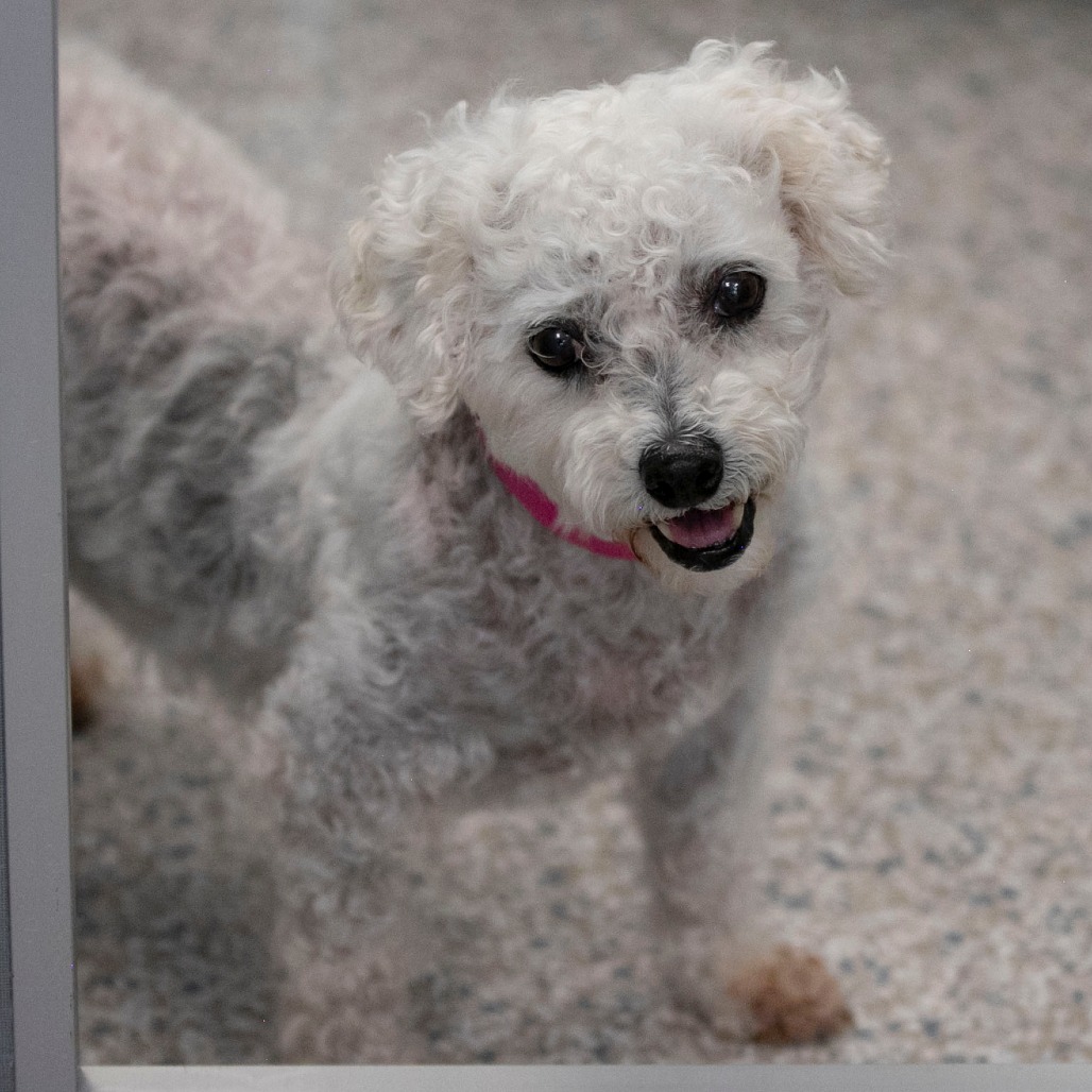 Tracey (AP26-67), photo 7