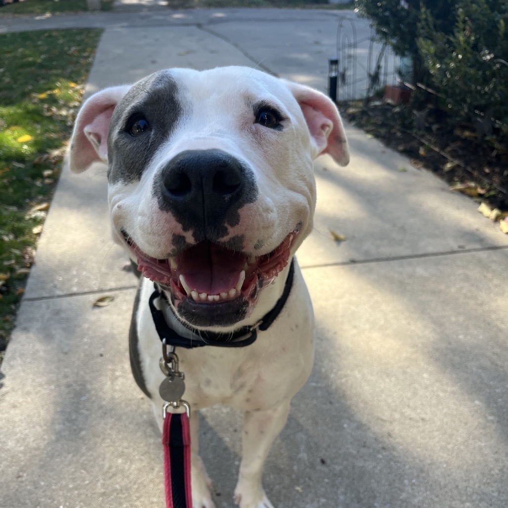 Fluttershy — thumbnail 4