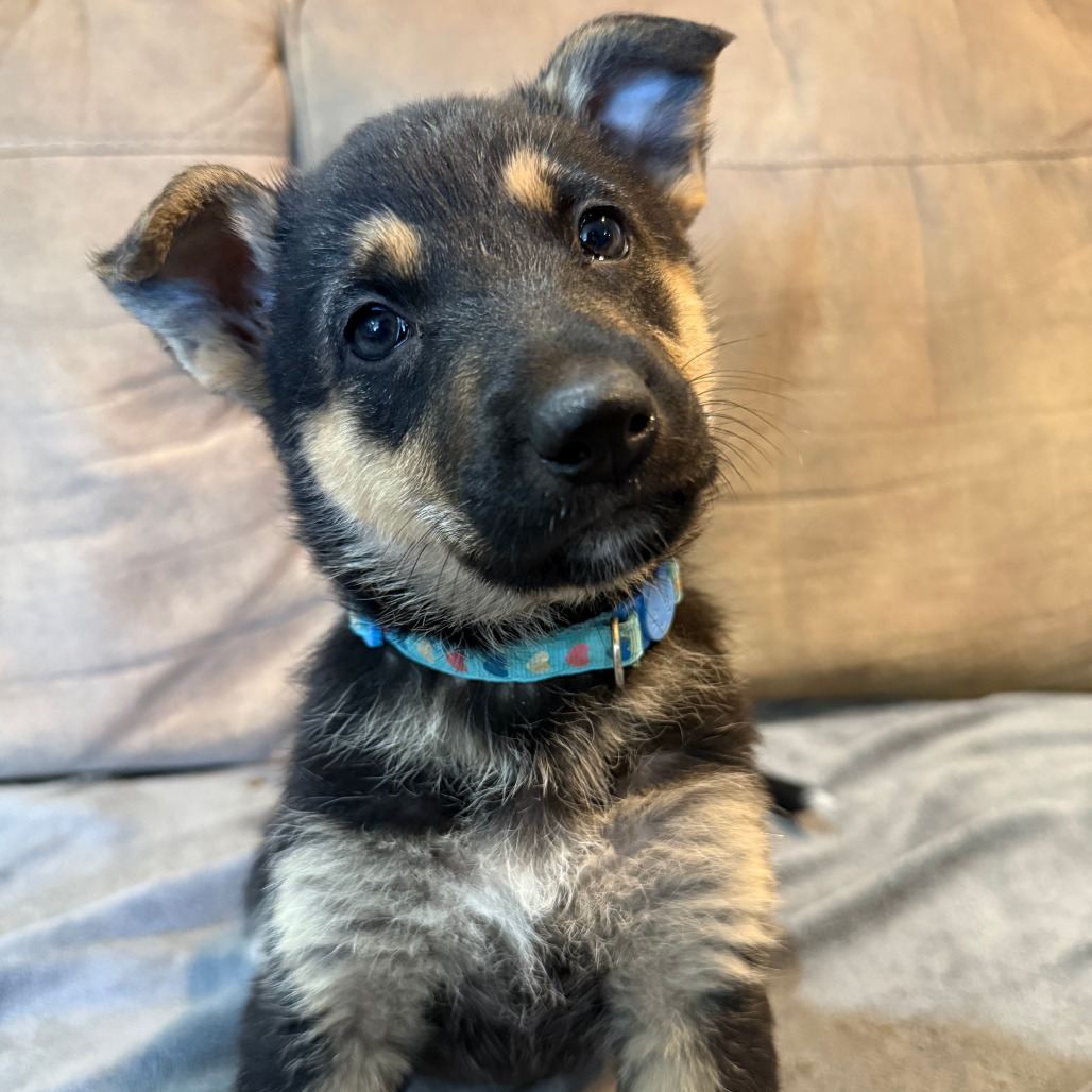 Penelope