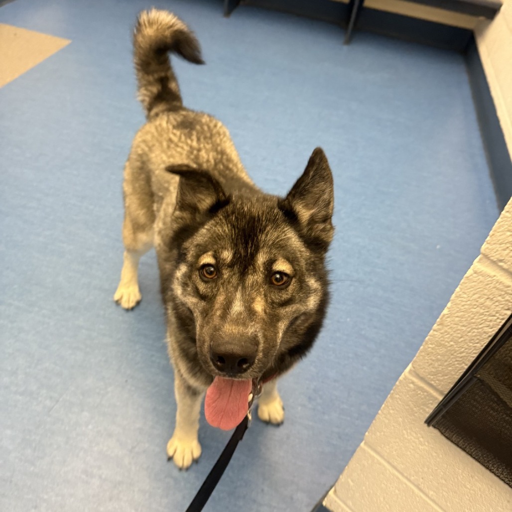 Photo of Blitzen 4
