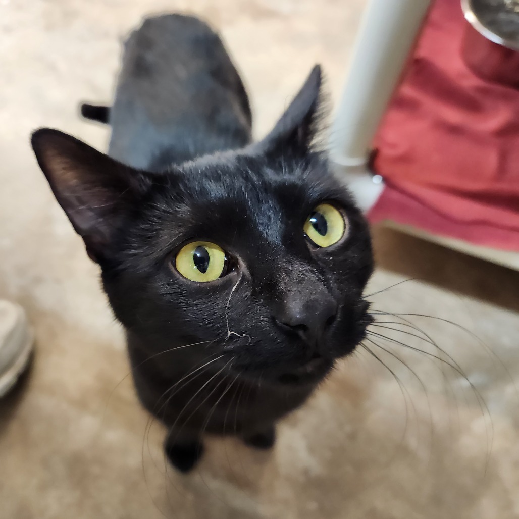 Guinness — thumbnail 4