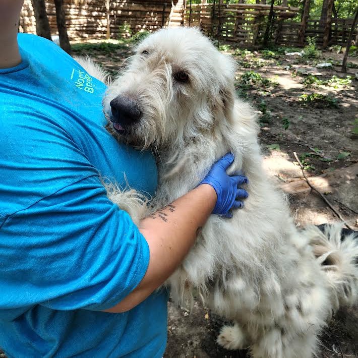 Fluffy, a Pyrenees, Great / Mix