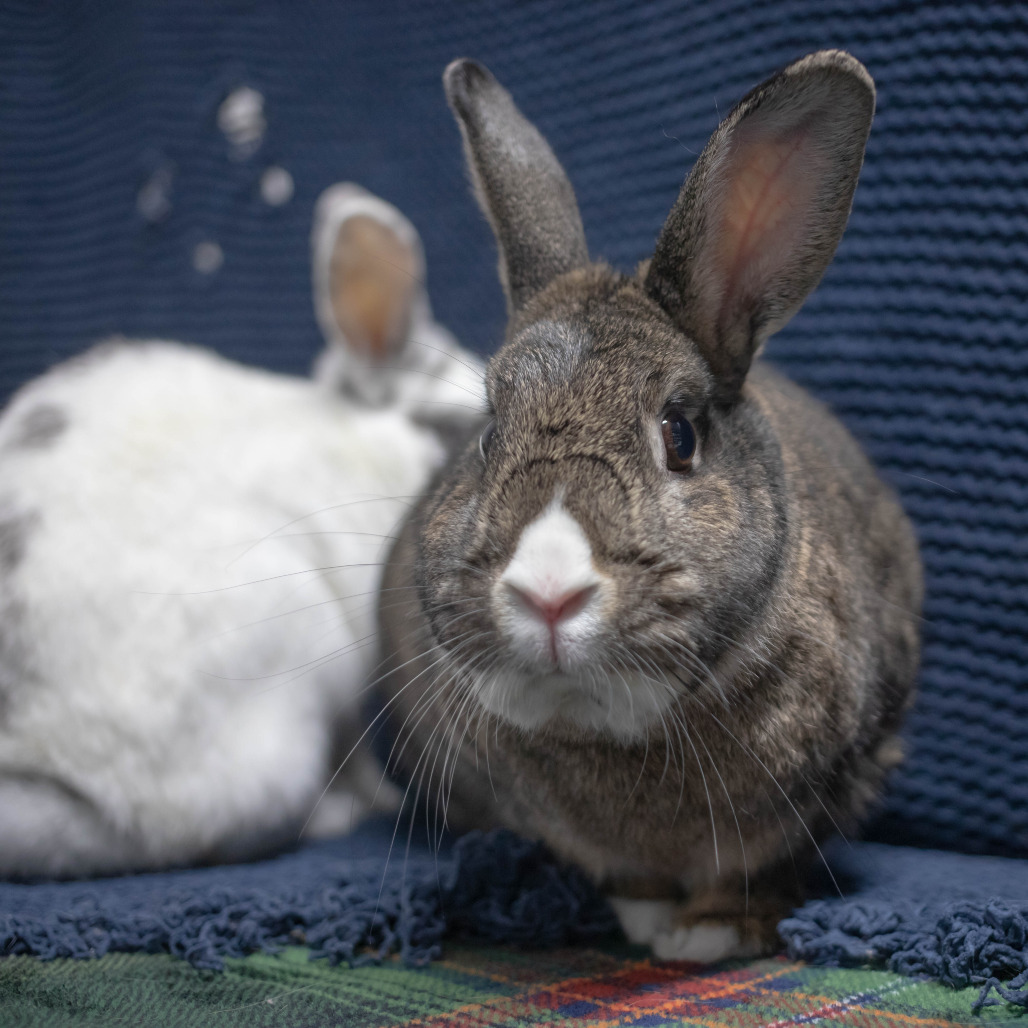 Bowie (bonded to Pippa), photo 5