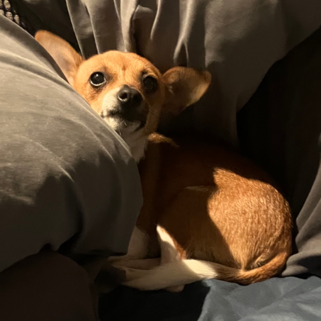 GINGER, photo 11