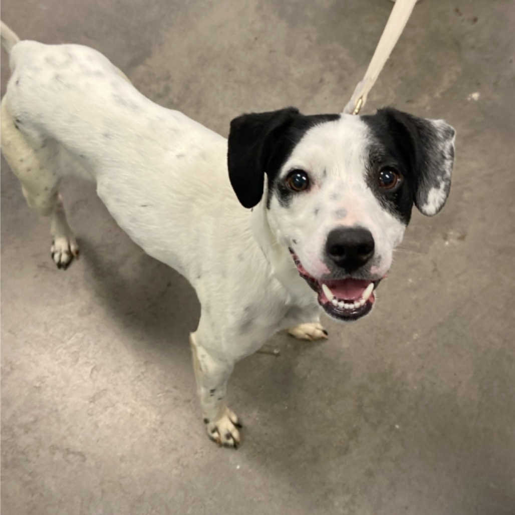 Photo of PGH-Stray-118794 3