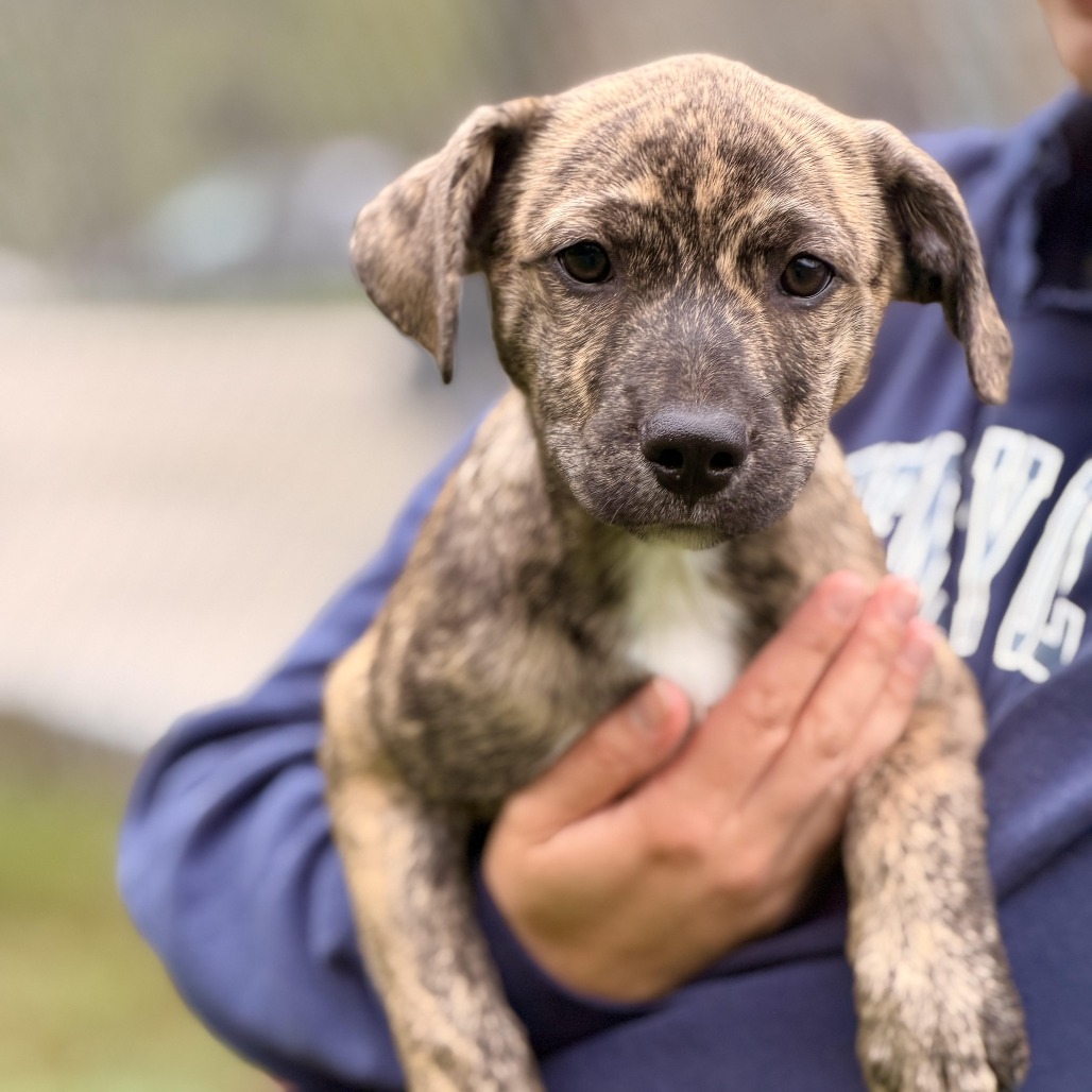TIERRA - Shepherd, Australian / Hound, Plott available for adoption