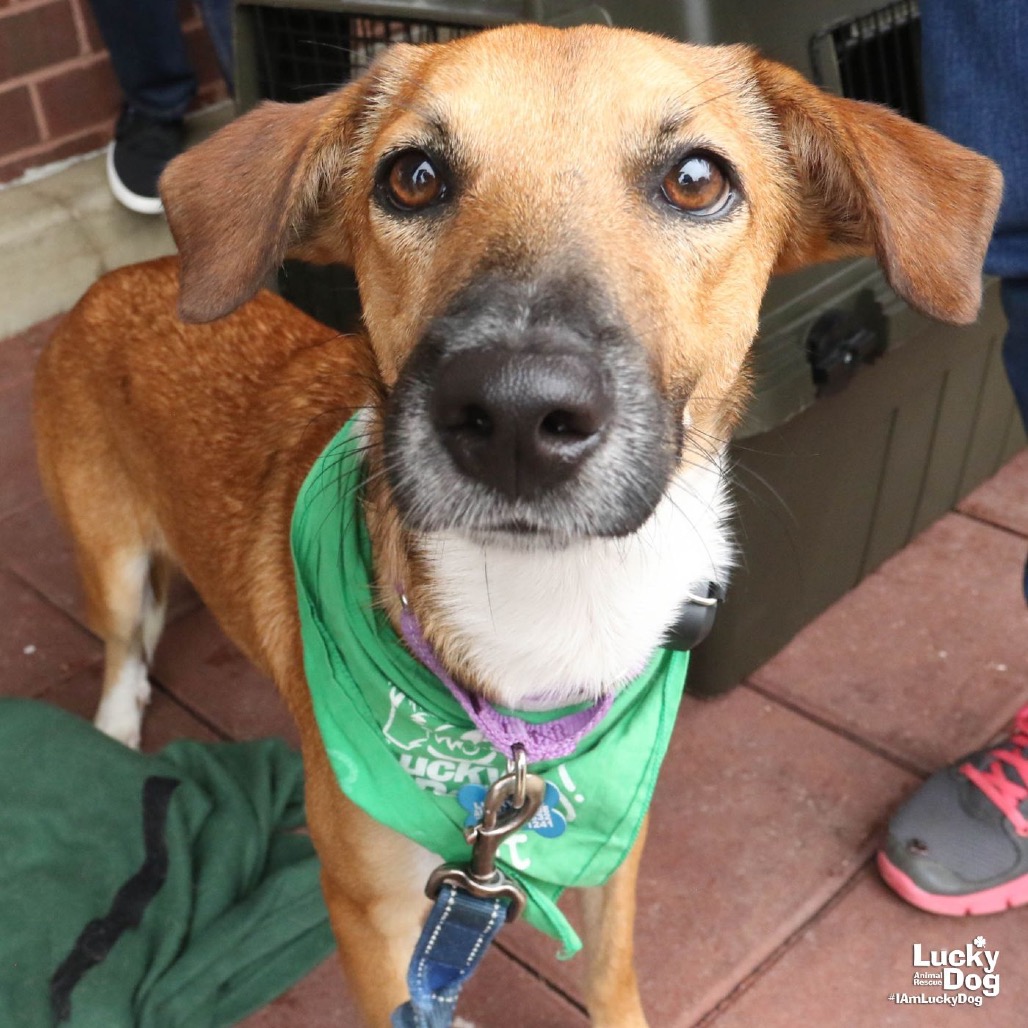 VALE - Retriever, Labrador / Shepherd available for adoption