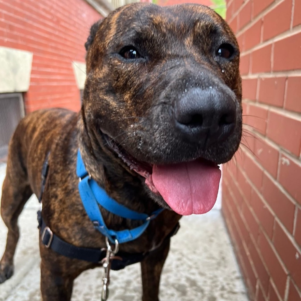 Photo of Dora the Explorer 7