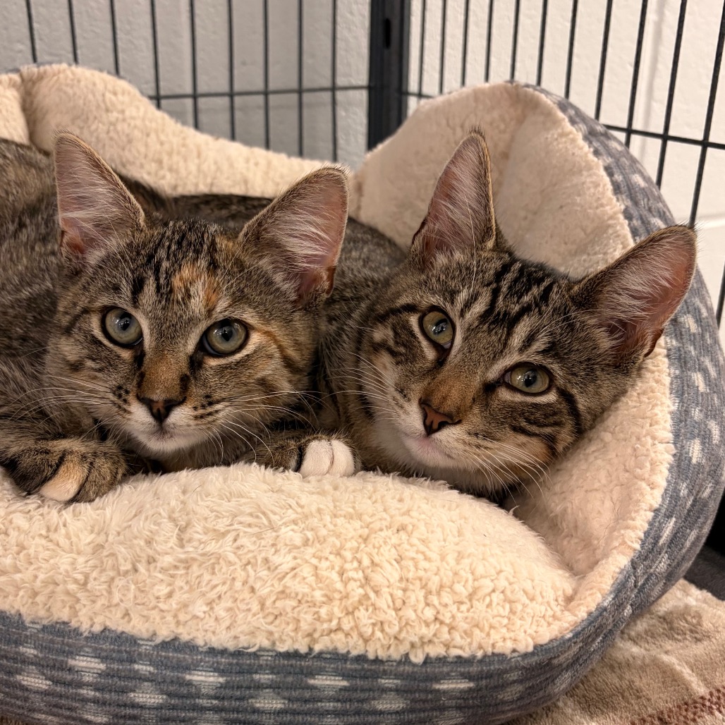 BILL - Domestic Shorthair available for adoption