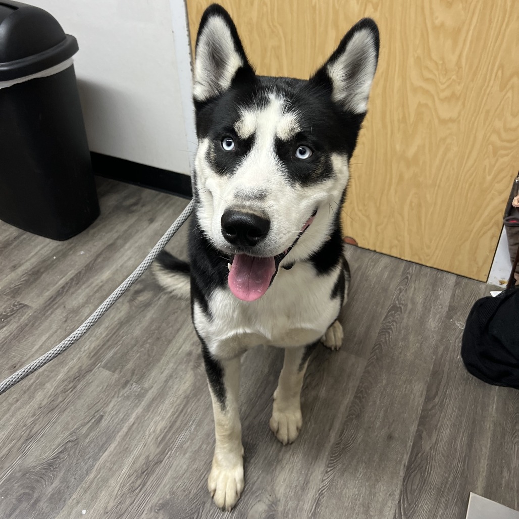 BANE - Husky, Siberian / Shepherd available for adoption