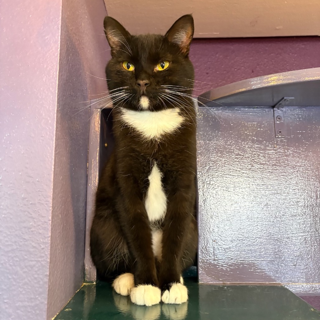 Photo of Nitro