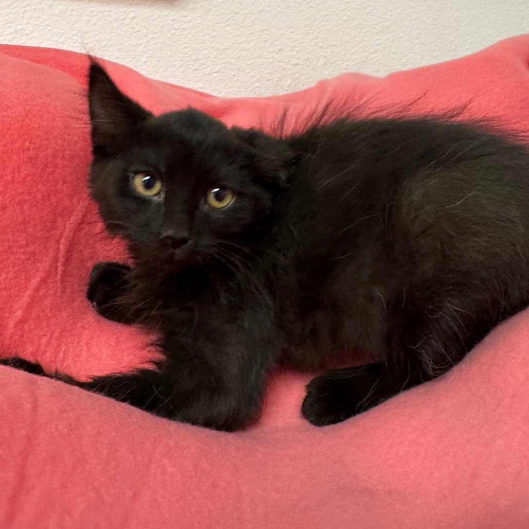 COCOA - Domestic Longhair available for adoption