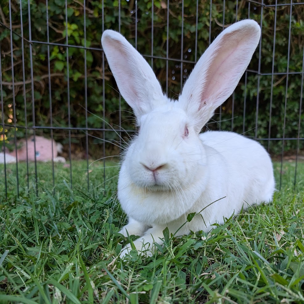 Judy Hopps
