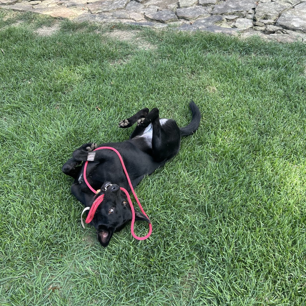 Jet, photo 22