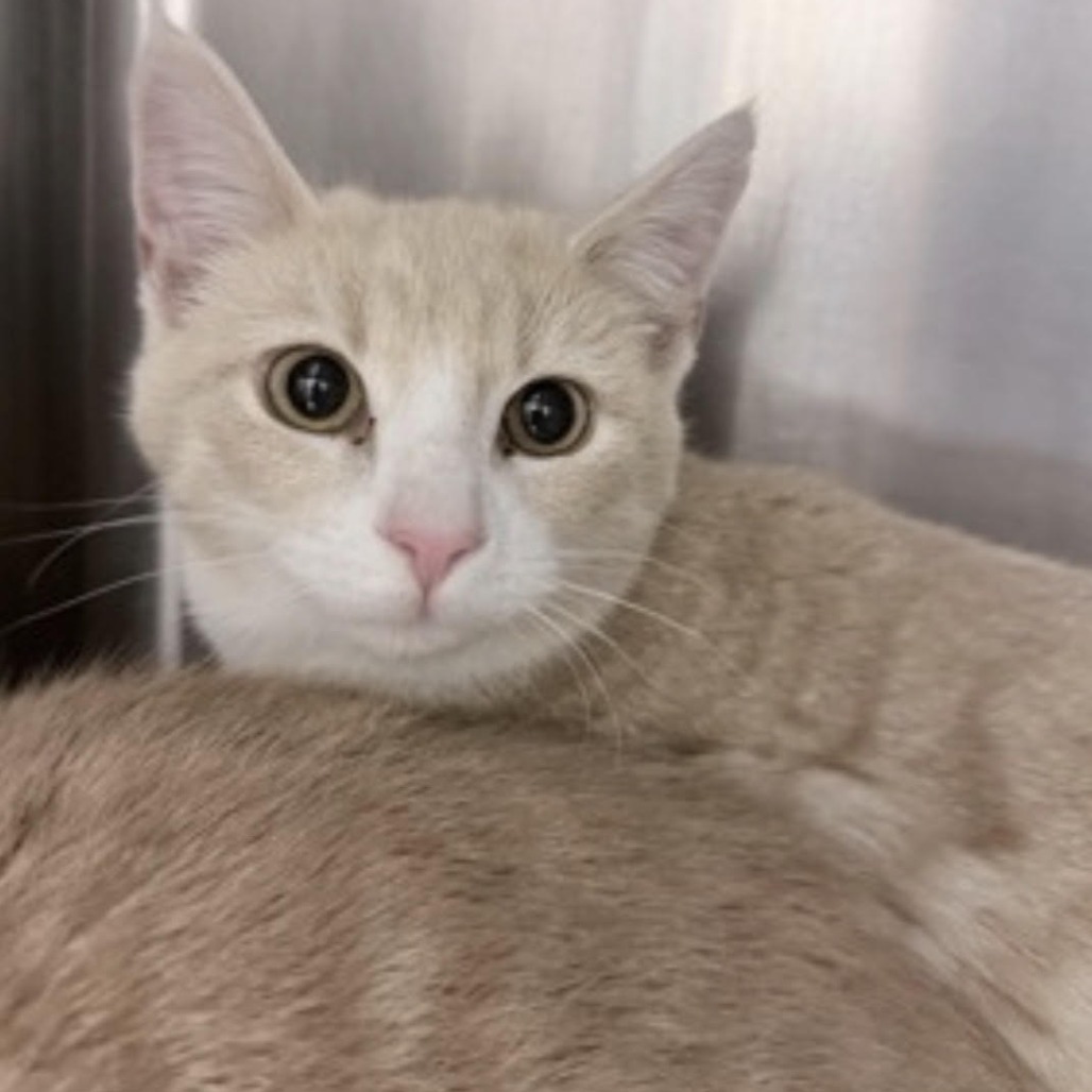 PINEAPPLE - Domestic Shorthair available for adoption