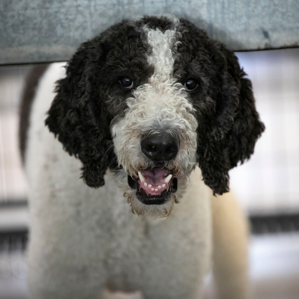 LEO (AG26-210) - Bernese Mountain Dog / Poodle, Standard available for adoption