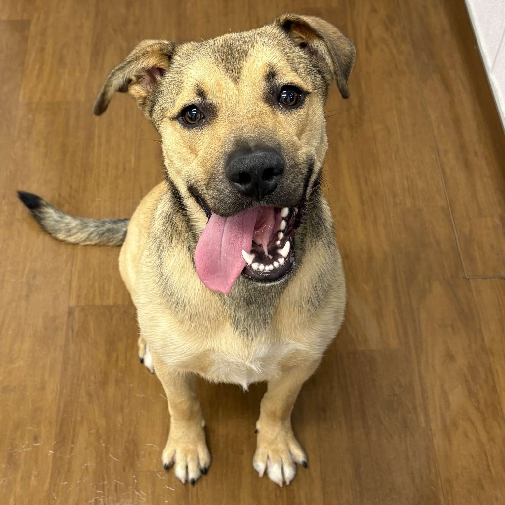 FORD - Shepherd / Retriever, Labrador available for adoption