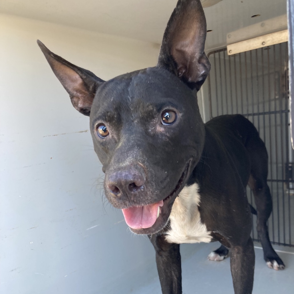 JACK O' - Terrier / Pit Bull available for adoption