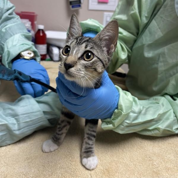 VERONICA MARS - Domestic Shorthair available for adoption