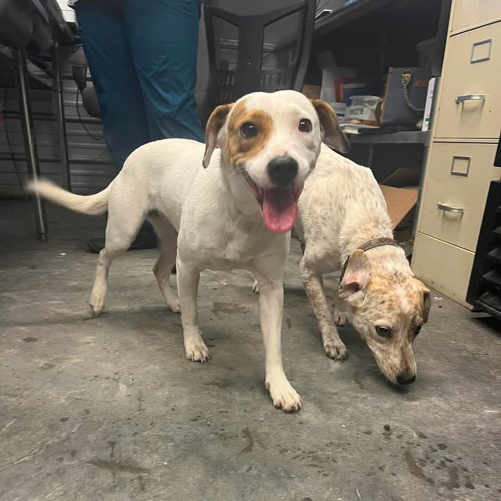 LINDY - Cattle Dog, Australian (Red Heeler) / Retriever available for adoption