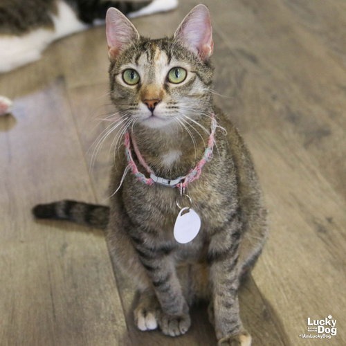 CALINA - Domestic Shorthair available for adoption