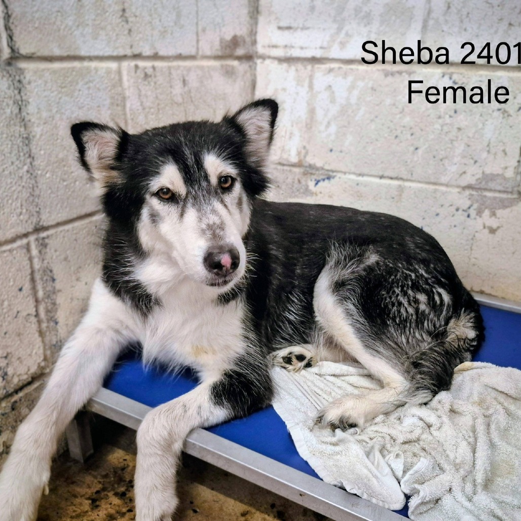 SHEBA - Husky available for adoption