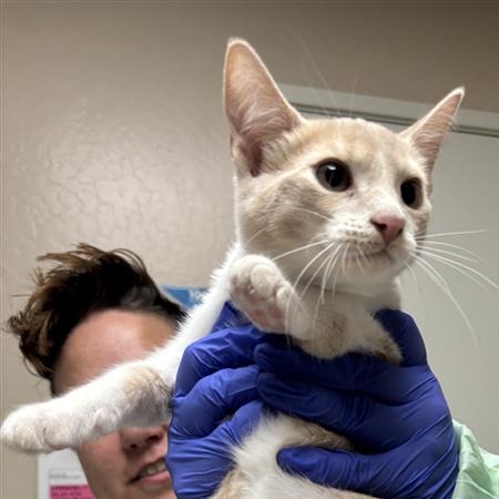 BILLY BUTCHERSON - Domestic Shorthair available for adoption