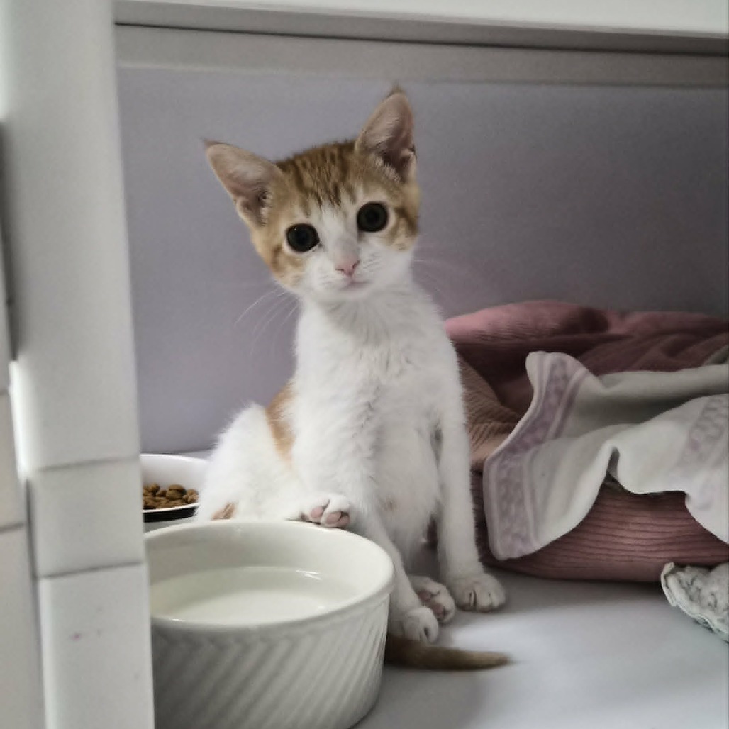 JATNA - Domestic Medium Hair for adoption in Las Cruces