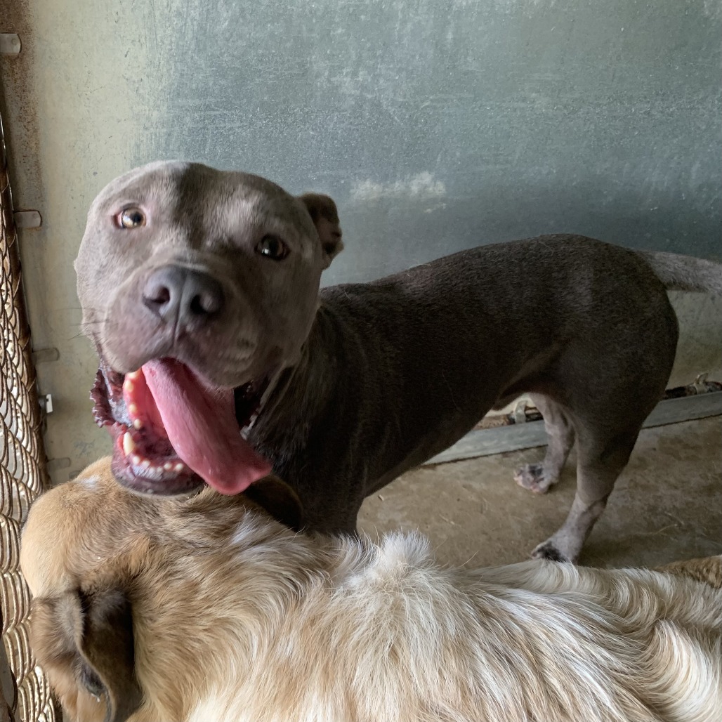 DRIZZY - Terrier / Pit Bull available for adoption