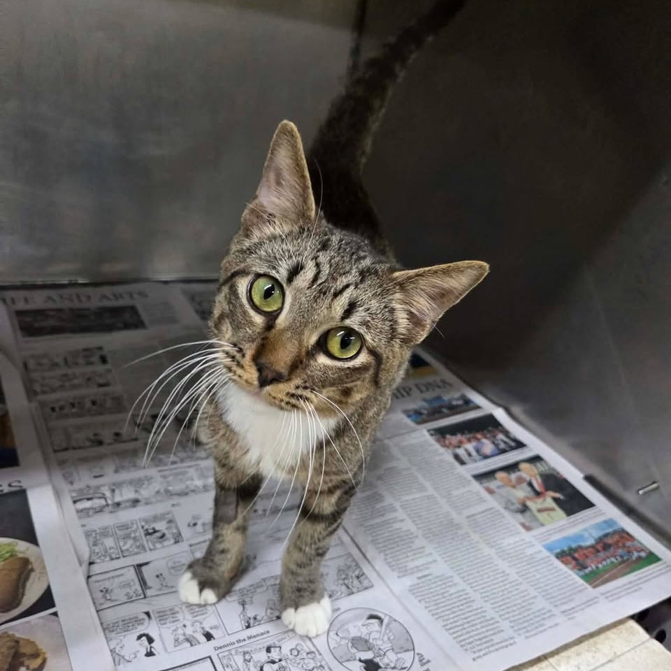 SID - Domestic Shorthair available for adoption